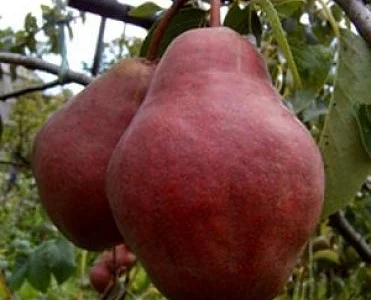 Зимний набор саженцев( поздние сроки созревания) 3 шт 350гр, 2х летние