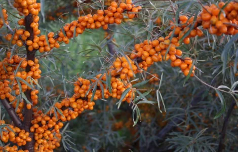 Обліпиха облепиха крупноплодна саженцы сорт Чуйская є Дорослі саджанці хлопчики та дівчата