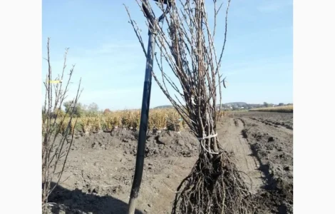 Саджанці обліпихи. Клара