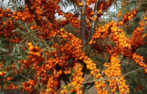 Облепиха крупноплодная бесшипная саженцы дешево