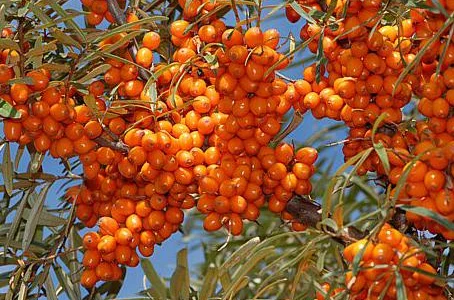 Облепиха самоопыляемая крупноплодная бесшипная саженцы дешево