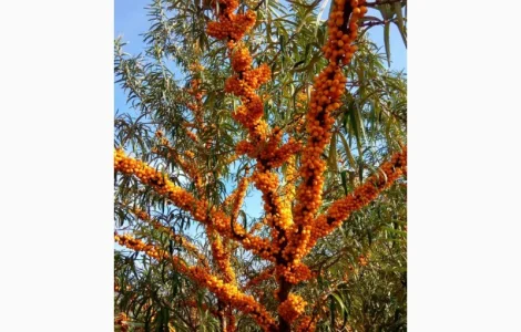 Саджанці обліпихи/облепихи