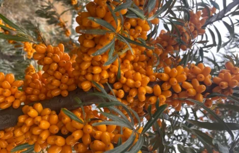 Продам саджанці обліпихи