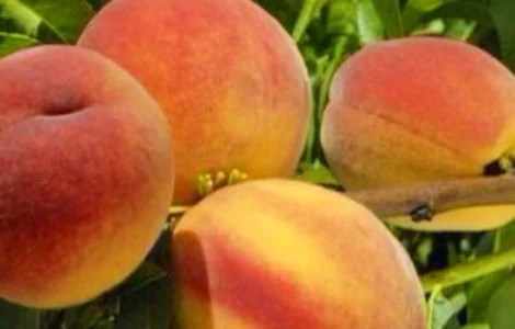 Саженцы персика и нектарина качественные саженцы большой выбор сортов