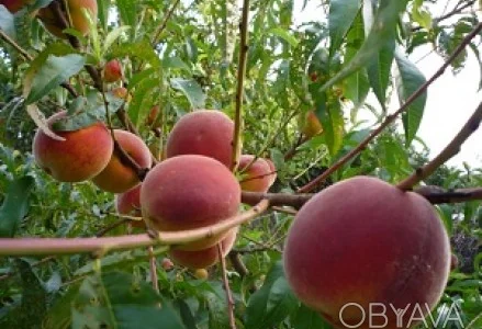 Саджанці плодових дерев Персика