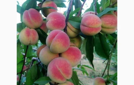 Персик Хасанский