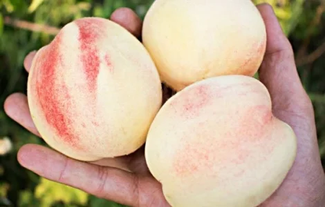 Ексклюзив! Саджанці Персика білий з темно-рожевим бочком "Білий король"