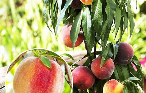 Саджанці Персика колоновидного "Еліс Кол" (високоврожайний)