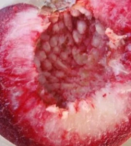 Саженцы персиков, уже сегодня в продаже