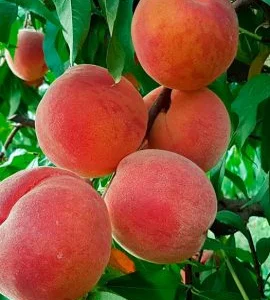 Саженцы персика 2 летние 3шт.-420гр