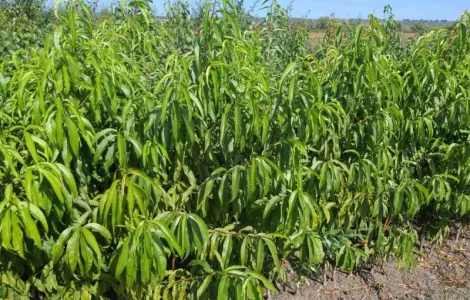 Саженцы Нектаринов