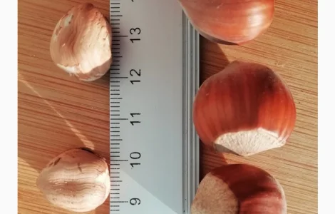 Дворічні саджанці фундука Каталонський, вкс