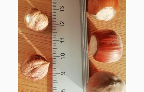 Фундук Тонда Джентіле Делле Ланге, дворічні саджанці