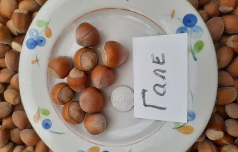 Фундук саджанці