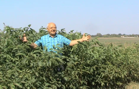 Фундук - 2- летнее растение