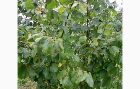 Продам Фундук Трапезунд отводки 2 х летки 80 гр, ВНИМАНИЕ продажа осень 2020. Звоните