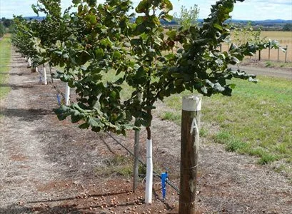 Продам Фундук Шедевр отводки 2 х летки 80 гр Внимание!!! не покупайте сеянцы