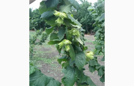 Саженцы фундука