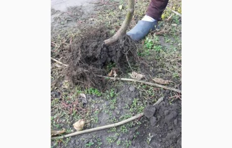 Продам садженці фундука, італійськи сорти - основний та опилювач, Дніпро