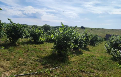 Саджанці фундука (на осінь 2025)