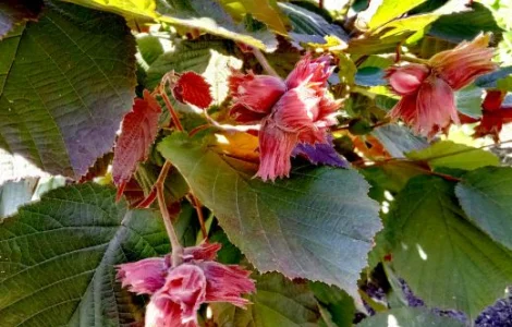 Барселонський