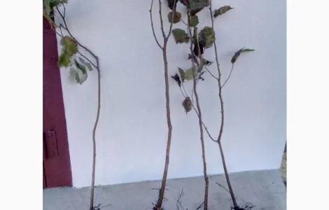 Фундук 2-ух летний сорт Тонда ди Джифони