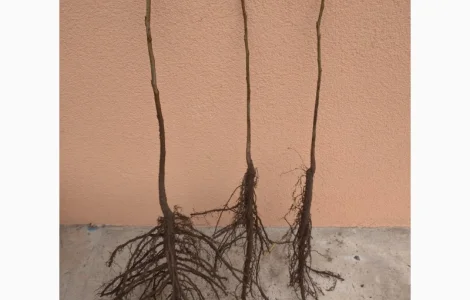 Саджанці фундука, ведмежого горіха, чорного горіха