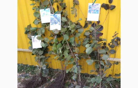 Саженцы фундука: Каталонский, Барселонский, Трапезундский