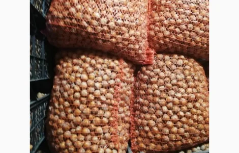 Саджанці фундука Каталоньский, Барселоньський, Вебба, Трапезунд, Шедевер