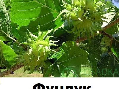 Продам саженцы медвежего ореха (древовидная лещина)