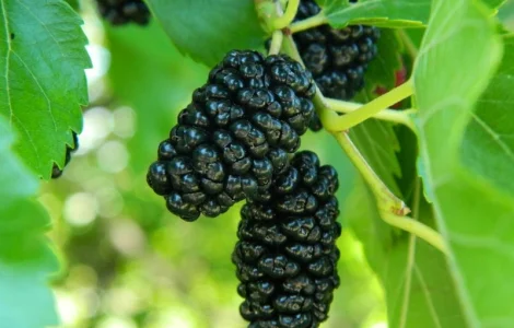 Шовковиця чорна "Королівська"Саджанці