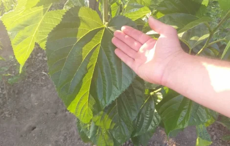 Привитые саженцы шелковицы Галиция, Белая Леди, Розовая, Шелли