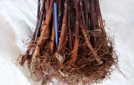 Підщепа для яблуні 54-118