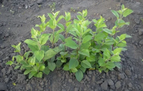 Подвой (підщепа) для яблуні ММ-106 на дорощування, літнє окулірув., зимове щеплення