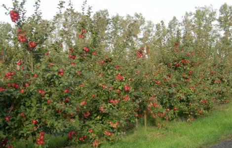 Саженцы яблони Рассавка и других сортов