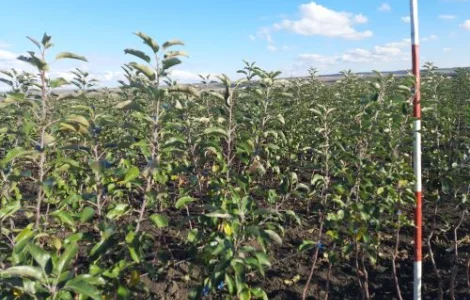 Продаются саджанцы яблони сорта Гала Шніга Шніко