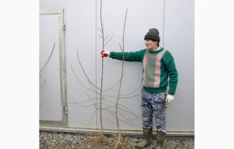 Саджанці яблунь з Польщі