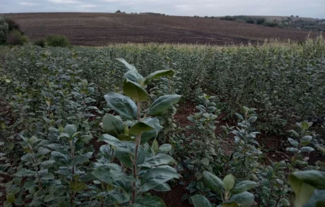 Продам подвой м9 т337