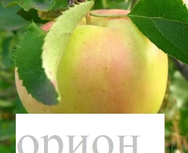 Саженцы Яблони Сириус 100гр, Орион 100гр и Опал 120гр (иммунные сорта)