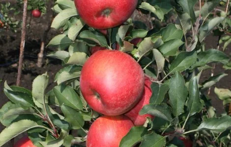 Чемпіон Рено