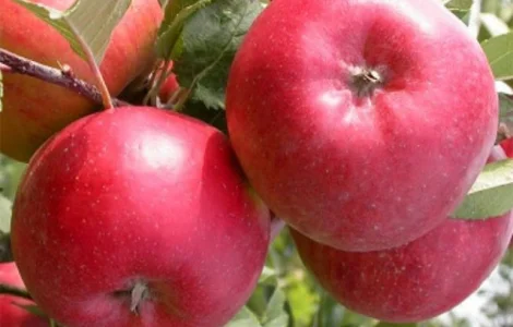 Сорт яблуні Ред Топаз