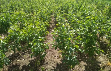 Продам саженцы яблони имунных сортов Сириус, Розелла и др