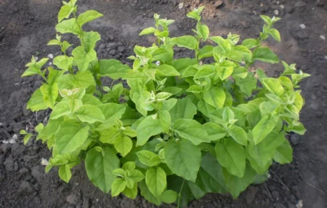 Подвой, айва S1 на летнюю окулировку, 4-7 мм