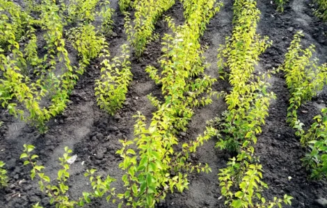 Сіянці аличі для персика, нектарина, сливи