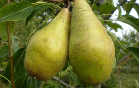 Живці груші, яблуні, абрикоса, черешні, сливи, персика для зимового та весняного щеплення