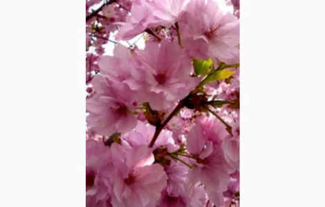 Саджанці сакури