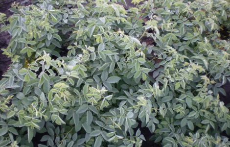 Сеянцы шиповника Донецкий безшипный