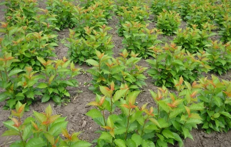 Підщепи: ММ-106