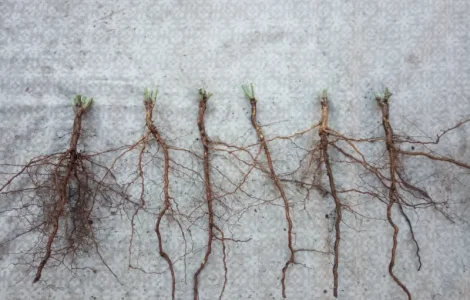 Сіянці шипшини Лакса