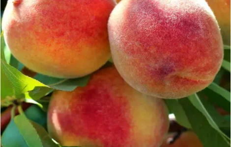 Саженцы персика и сливы